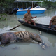 The carcass of a tiger lies in floodwaters inside Kaziranga National Park.